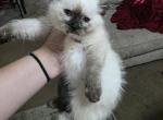 Cleo Ragamese Seal Point - Siamese Kitten For Sale - Eau Claire&comma; WI&comma; US