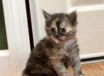 Starlight - Maine Coon Kitten For Sale - Londonderry&comma; NH&comma; US