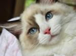 Ros&eacute; - Ragdoll Kitten For Sale - Farmville&comma; VA&comma; US