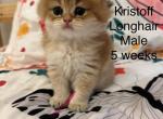 Kristoff - British Shorthair Kitten For Sale - Pendergrass&comma; GA&comma; US