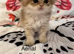Ariel - British Shorthair Kitten For Sale - Pendergrass&comma; GA&comma; US