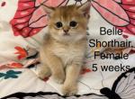 Belle - British Shorthair Kitten For Sale - Pendergrass&comma; GA&comma; US