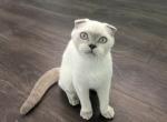 Marlie - Scottish Fold Cat For Sale - Lima&comma; OH&comma; US