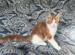 Sarge - Maine Coon Kitten For Sale - Charlotte&comma; NC&comma; US