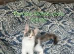 Fancy - Maine Coon Kitten For Sale - Charlotte&comma; NC&comma; US