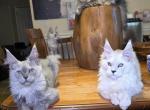Atlas and Apollo gorgeous brothers - Maine Coon Kitten For Sale - Grant Valkaria&comma; FL&comma; US