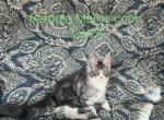 Houlihan - Maine Coon Kitten For Sale - Charlotte&comma; NC&comma; US