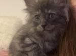 Maine Coon - Maine Coon Kitten For Sale - ATL&comma; GA&comma; US