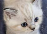 Staffany - Ragdoll Kitten For Sale - Brooklyn&comma; NY&comma; US