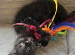 Qira - Maine Coon Kitten For Sale - Kalamazoo&comma; MI&comma; US