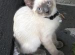 Blue point Siamese kitten - Siamese Kitten For Sale - Alafaya&comma; FL&comma; US