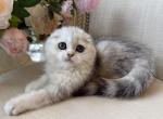 Scottish Fold Silver Male - Scottish Fold Kitten For Sale - 