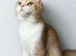 Chasing Aces of DesertCrown - British Shorthair Kitten For Sale - AZ&comma; US