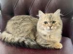 Munchkin Tortoiseshell Female Retiring - Munchkin Cat For Sale - Orlando&comma; FL&comma; US