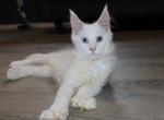 Atlas   tica health tested parents price reduced - Maine Coon Kitten For Sale - Zanesville&comma; OH&comma; US