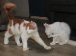 Omega tica health tested parents - Maine Coon Kitten For Sale - Zanesville&comma; OH&comma; US