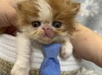 Smiley - Persian Kitten For Sale - Myakka City&comma; FL&comma; US