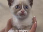 Siamese kitten - Siamese Kitten For Sale - Enfield&comma; CT&comma; US