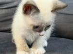 Siamese kitten - Siamese Kitten For Sale - 