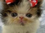 Apple - Persian Kitten For Sale - Myakka City&comma; FL&comma; US