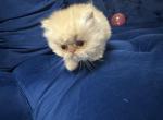 Daisy  litter - Persian Kitten For Sale - Cumming&comma; GA&comma; US