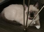 Chocolate point snowshoe kittens - Siamese Kitten For Sale - 