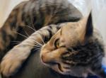 Trey - Domestic Cat For Adoption - Wichita Falls&comma; TX&comma; US