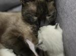 Adorable Siamese kitten - Siamese Kitten For Sale - Enfield&comma; CT&comma; US