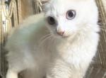 Beautiful - Domestic Kitten For Sale - TN&comma; US