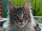 Stivin - Maine Coon Kitten For Sale - Brighton&comma; CO&comma; US