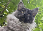 Rocky - Maine Coon Kitten For Sale - Brighton&comma; CO&comma; US