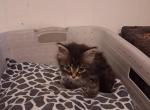 American short hair  Siamese - American Shorthair Kitten For Sale - Randallstown&comma; MD&comma; US