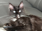 Gabby - Maine Coon Cat For Sale - Brighton&comma; CO&comma; US