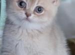 Elisabeth - British Shorthair Kitten For Sale - 