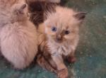Color point - Colorpoint Shorthair Kitten For Sale - 