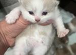 Bella2 litter - British Shorthair Kitten For Sale - 