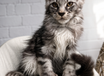 Angel - Polydactyl Kitten For Sale - Temecula&comma; CA&comma; US
