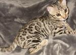Blossom - Bengal Kitten For Sale - Vista&comma; CA&comma; US