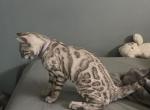 Cherry - Bengal Kitten For Sale - Vista&comma; CA&comma; US
