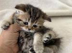 Hazel - Scottish Straight Kitten For Sale - Spartanburg&comma; SC&comma; US