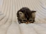 Phil - Persian Kitten For Sale - 