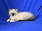 Pandas Litter - Ragdoll Kitten For Sale - WI&comma; US