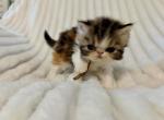 Calliope - Persian Kitten For Sale - 