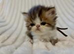 Hermes - Persian Kitten For Sale - Cayce&comma; SC&comma; US