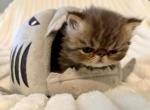 Hercules - Persian Kitten For Sale - 