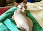 Make kitten - Sphynx Kitten For Sale - W Sacramento&comma; CA&comma; US