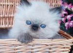 Cuties - Persian Kitten For Sale - Kissimmee&comma; FL&comma; US