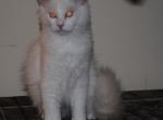 Remi - Ragdoll Kitten For Sale - 