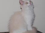 Shiloh Cheribum Ragdoll - Ragdoll Kitten For Sale - Shippensburg&comma; PA&comma; US