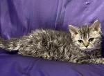 Outlander Litter - Selkirk Rex Kitten For Sale - Lexington&comma; NC&comma; US